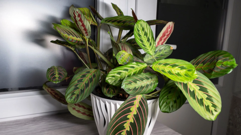 9fc02628796b-01-maranta-adobestock1261030971 (1)