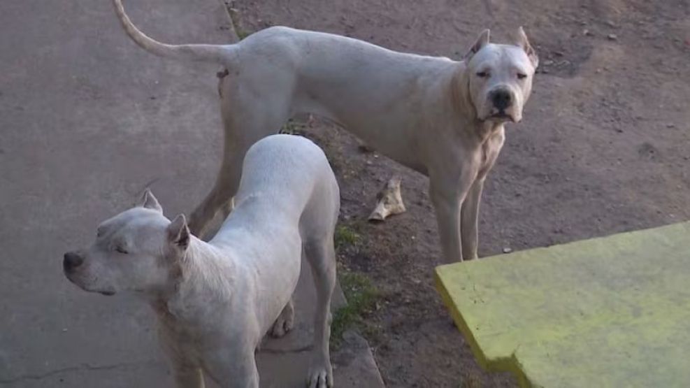 dos-dogos-atacaron-a-una-nena-en-cordoba-2319184