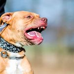 pitbull-696x394-1