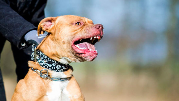 pitbull-696x394-1